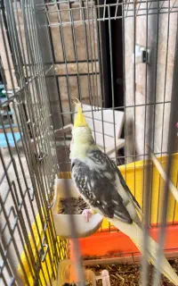 عروس هلندی نر