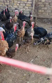 بوقلمون 8ماه