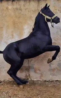خریدار اسب و کره