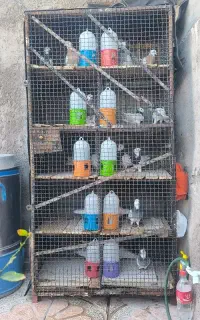 جفت کن کبوتر