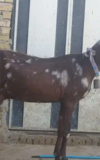 بز نژدی