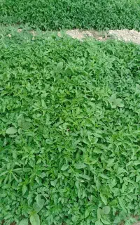 نهال‌‌گوجه‌سه‌حلقه‌آمریکای