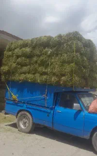 شرکت اسیا علوفه خرید وفروش یونجه