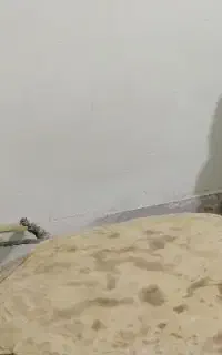 پخت نان