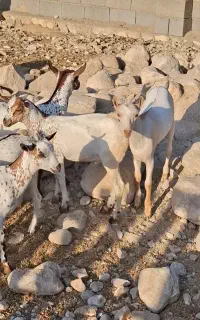 بزصلاله