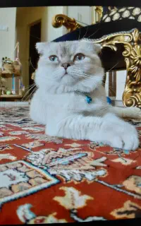گربه‌های خانگی