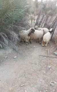 بره چاغ