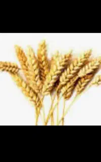 فروش گندم