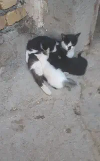 واگذاری گربه بابچه هاشون