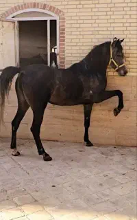 مادیان شجره دار کرد