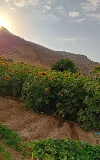تخمه