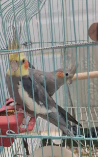 یک جفت طوطی عروس هلندی بالغ