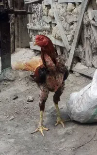 خروس لاری و مرغ