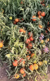 گوجه ربی درجه یک برغمد