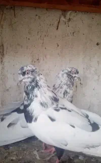 فروش کبوتر