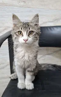واگذاری گربه۴ ماهه