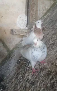 کبوتر طوقی