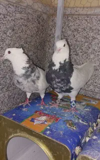 دو‌ جفت طوقی نرماده زرین الماسی سیاه خالدارمعاوضه