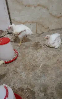 فروش مرغ گوشتی مناسب اکبرجوجه وزن یک کیلوتا۱.۵کیلو