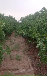 خریدار پسته تر و خشک