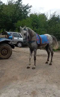 اسب کورد