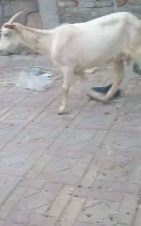 بز‌سانن