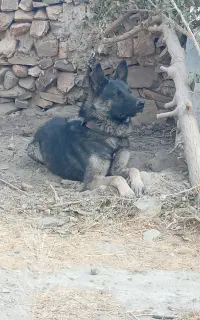 سگ ژرمن
