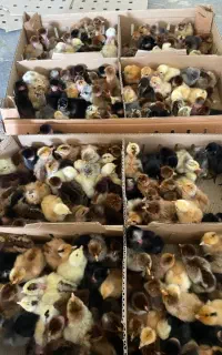 توزیع جوجه گوشتی راس ۳۰۸ اصل اردک جوجه محلی رنگی
