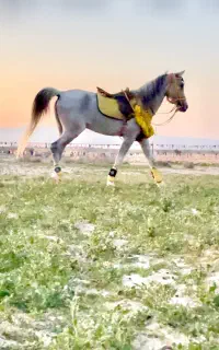 معامله اسب نریان با مادیون