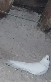 کفتر طوقی گم شده