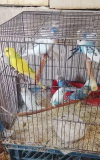 10جفت.مرغ.عشق.زیبا