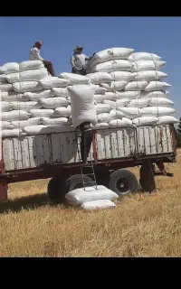 اکیپ کارگر کاه