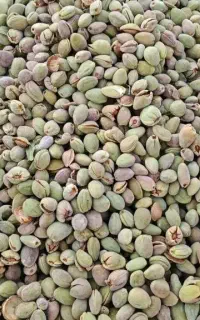 بادام تر سامان درجه یک