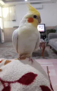 گمشده