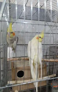 جفت عروس هلندی باجوجه وقفس