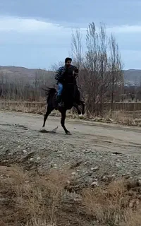 اسب سواری دار کرد