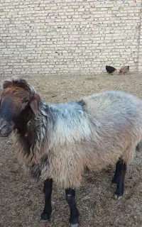 قوچ همو دوساله چهار دندان میش رون همه چی تمام