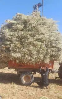 گیاه دارویی بوقناق(زول)Eryngium