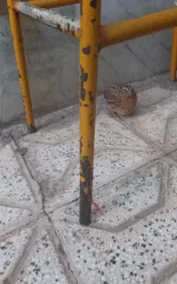 فروش بلدر چین نر