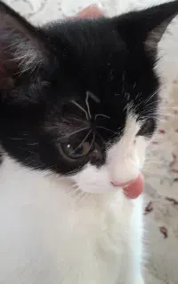 بچه گربه