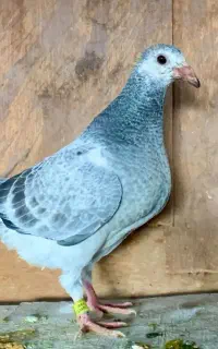 سفید پلاکی