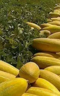 فروش طالبی ،جانا،هندوانه خربزه سر زمین سروستان
