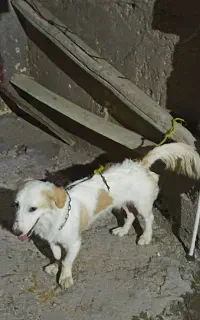 واگذاری سگ نر