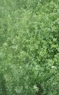 یونجه