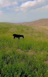 کره اسب ۲ ماهه