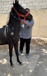 کره نریان کرد شجره دار خالص ۱۵ ماهه درشت