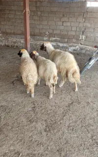 بره ماده