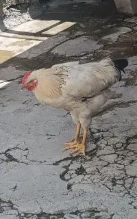 خروس خوب