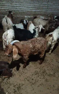 چپش