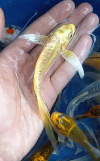 ماهی کوی سوپر باله و باله کوتاه